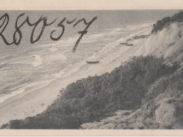 Sosnowy las przy plaży